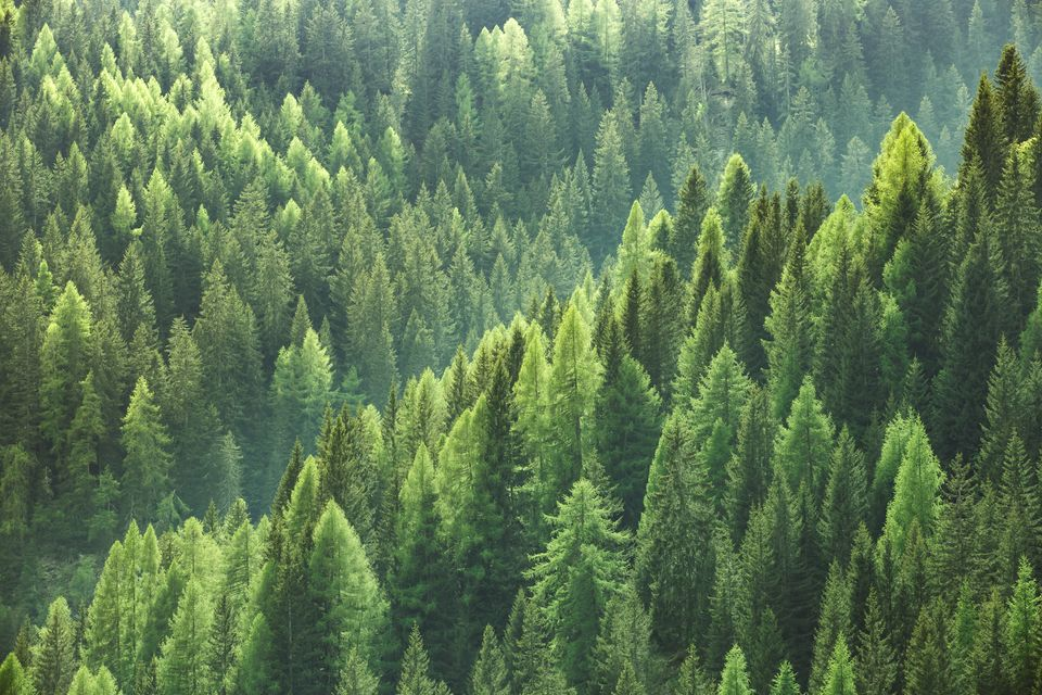 Hvordan skal vi plante fremtidens skog?🌲