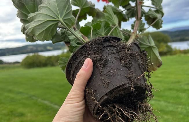 The First Wool Pot
